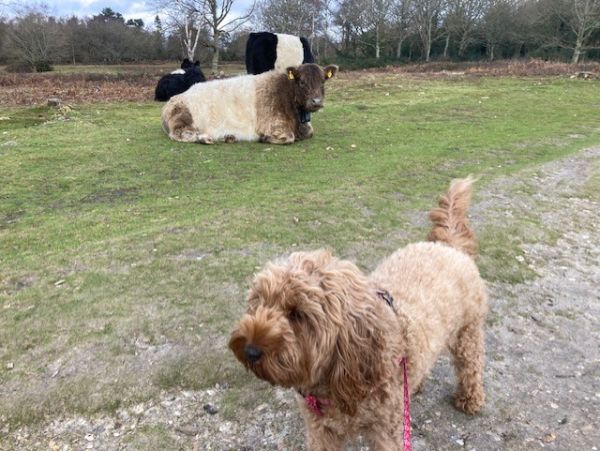 Hide and fur at Headley